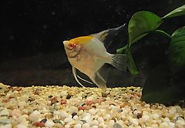 燕魚圖片
