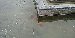 錦魚圖片