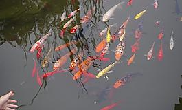 錦鯉圖片