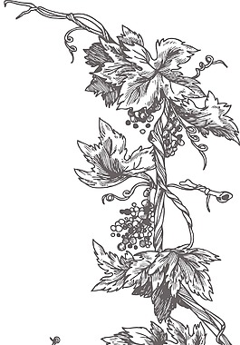 矢量花卉幀