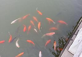 戲水圖片