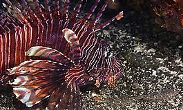 海洋生物圖片