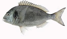 魚圖片
