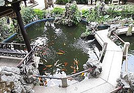水池 金魚圖片