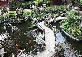 金魚圖片