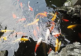 金魚圖片