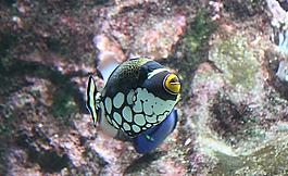 漂亮的海魚(yú)圖片