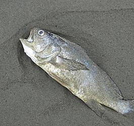 死魚圖片