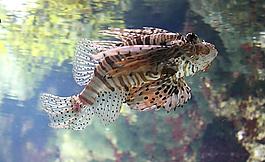 帶刺的海魚(yú)圖片
