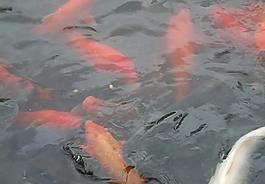 鯉魚圖片