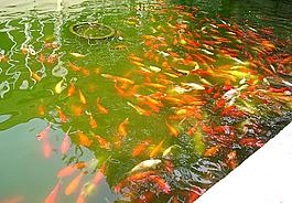 紅魚圖片