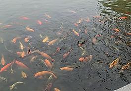 魚(yú)兒圖片