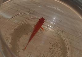 魚 魚缸 紅魚 流動圖片