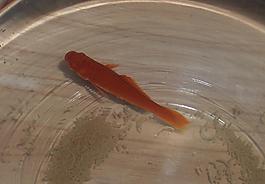 魚 魚缸 紅魚 流動圖片