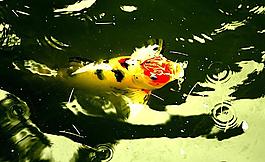 鯉魚躍圖片