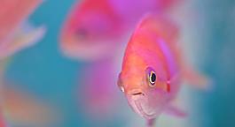 粉紅魚(yú)圖片