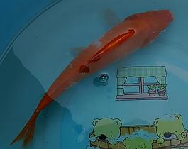 小金魚圖片