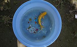小鯉魚圖片