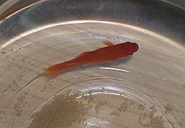 魚 魚缸 紅魚圖片