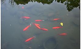 靈隱寺圖片