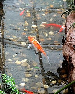 池中紅魚圖片