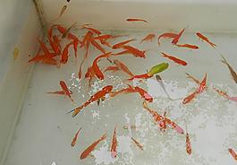 金魚圖片