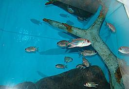 魚海洋館圖片