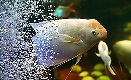 招財魚圖片