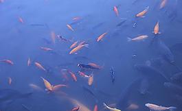 魚群圖片