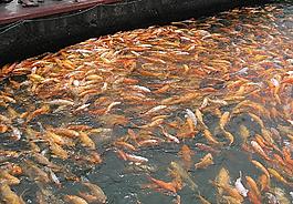 萬鯉池圖片