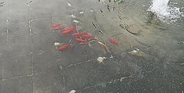 錦魚圖片