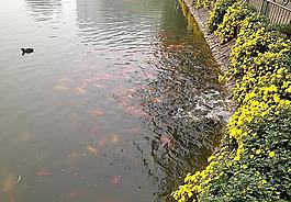 公園魚圖片