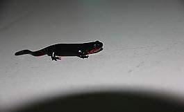 娃娃魚 幼崽圖片