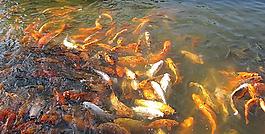 金魚群圖片