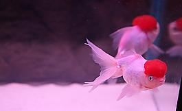 金魚圖片