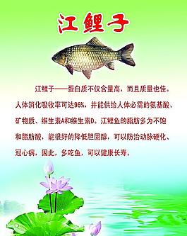 江鯉子圖片