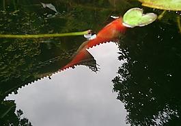 鯉魚 錦鯉圖片