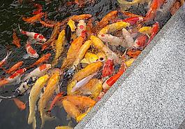 錦鋰圖片