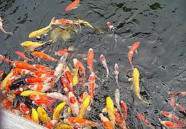 錦鋰圖片