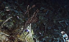 海洋生物圖片