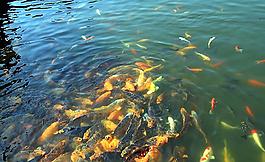 群魚戲水圖片