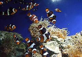 小丑魚(yú)圖片