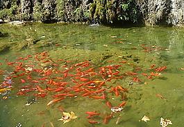金魚戲水圖片
