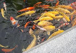 錦鋰圖片