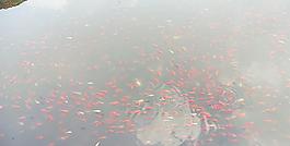 紅魚兒圖片