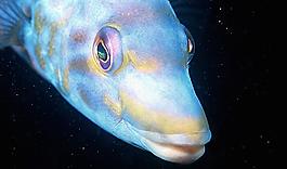 海洋生物圖片