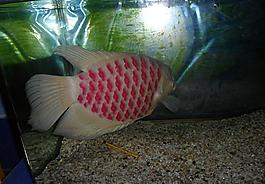 紅魚圖片