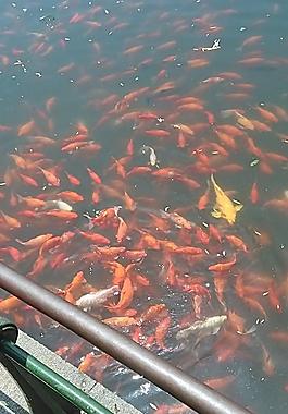 錦鯉圖片