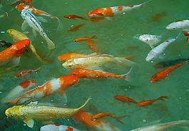 魚兒圖片