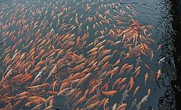 魚群圖片
